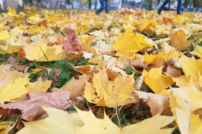 Глубокая осень солнечный день листва…» — создано в Шедевруме