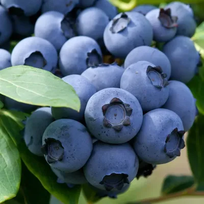 🍇 Купить голубику в Новосибирске недорого: цена за 1 кг ягод от 850 руб за  садовые и лесные свежие плоды — Дикоед