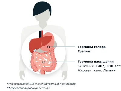 Роль половых гормонов в ожирении и сахарном диабете 2 типа | Институт  Мужского Здоровья (Томск) :: Клиника для Мужчин