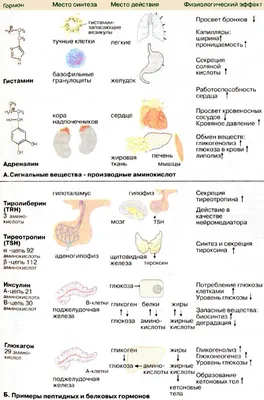 Гидрофильные гормоны