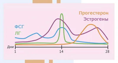 Анализы на гормоны: в какие дни цикла сдавать? | Центр (клиника) ЭКО  профессора Феськова А.М.