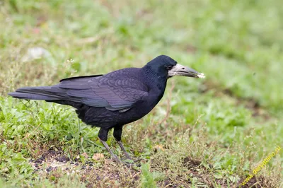 Грач (Corvus frugilegus). Птицы Европейской России.