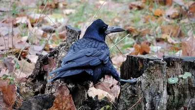 Грач (Corvus frugilegus). Птицы Европейской России.