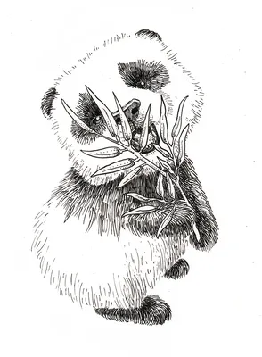 Векторная Графика Горных Собак Entlebucher Рисунок Карандашной Линии  Животного Векторное изображение ©svetomircomua 665773910