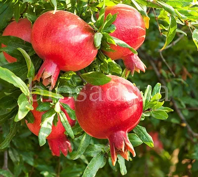 Гранат Азербайджан — Пять фруктов