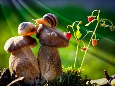 Красивые нарисованные грибочки - 81 фото