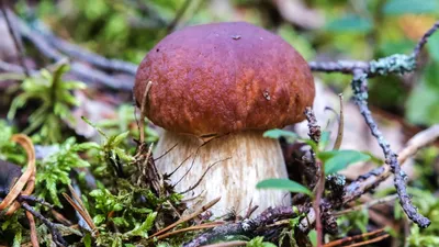 Как избежать отравления грибами. Опасные заблуждения
