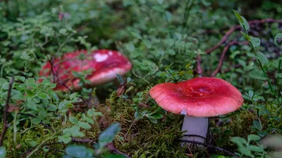 Кому нельзя есть грибы, как готовить грибы для лучшего усвоения, опасны ли  сырые грибы — читать на Gastronom.ru