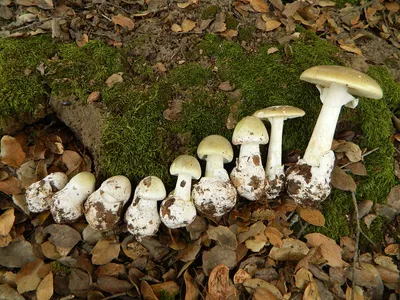 Тюменцы находят огромные грибы в лесах: фото - 3 сентября 2023 - 72.ru