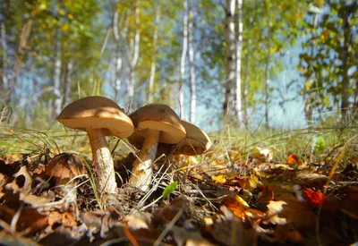 Галлюциногенные грибы: общий обзор - Михаил Вишневский