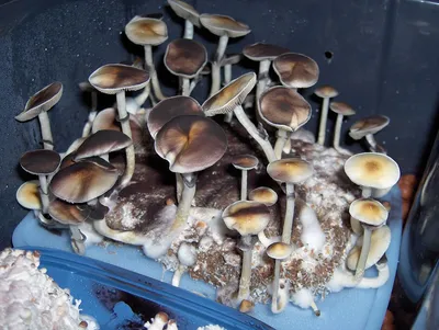 На тихую охоту: как собирать и готовить вкусные лесные грибы – блог  интернет-магазина Порядок.ру