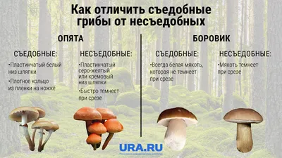 Популярность грибов по странам мира или где чего едят | Грибы: собираем,  готовим, едим | Дзен