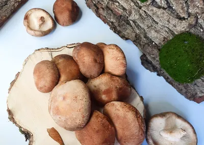 В Сочи разрослись краснокнижные ядовитые грибы. Ученые советуют не трогать  их