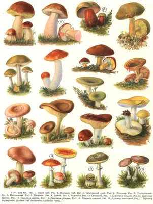 Полный Съедобные и несъедобные грибы. Самые распространенные 16 видов с  названиями, подробным описанием и фот… | Искусство изображения грибов, Грибы,  Рисунки грибов