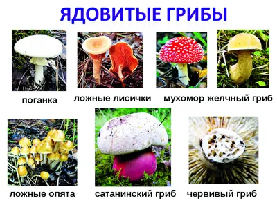 Съедобные грибы (Множество фото!) - treepics.ru