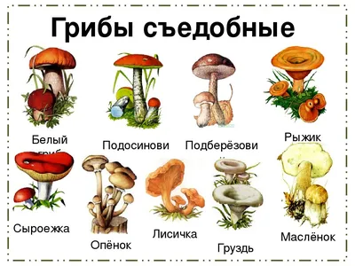 Съедобные грибы – список, фото, название, описание, видео, когда и где  растут - Научно-популярный журнал: «Как и Почему»