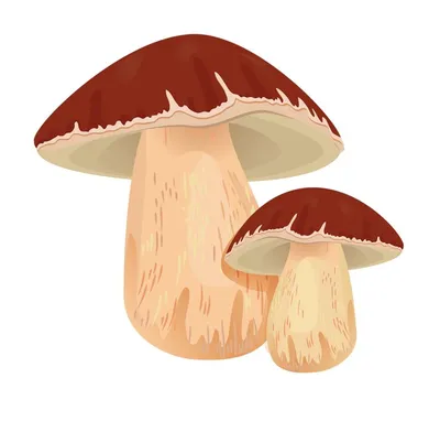 Картинки Съедобные грибы (38 шт.) - #11281