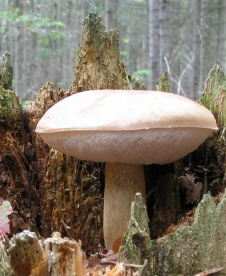 Определитель грибов. Как отличить опасные грибы от съедобных 🍄 - YouTube