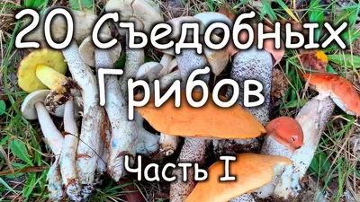 Ядовитые и съедобные грибы. Инфографика | Увлечения | Cвободное время | АиФ  Аргументы и факты в Беларуси