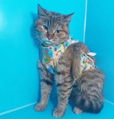 грустная кошка, завернутая шарфом или платком Стоковое Фото - изображение  насчитывающей серо, счастливо: 230767552