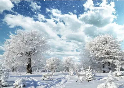 1 -ое декабря (Зима наступила) | Необычная поэзия | Дзен