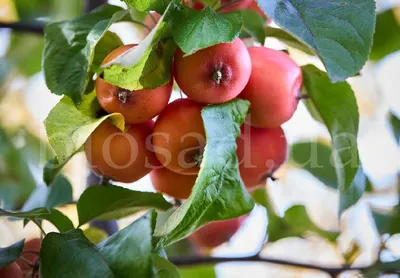 Яблоня дерево-сад - купить Сергиев Посад