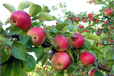 Яблочный Вкус\" (комплект из двух сортов яблони) ᐉ купить с доставкой почтой  по Украине в питомнике Биосад