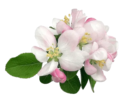 Плакучая яблоня Китайка , яблоня , плодовые , плодовые морозостойкие -  Экзотик Флора