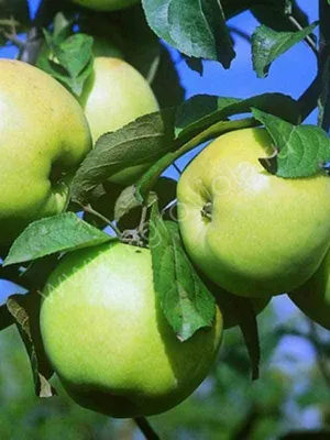 Типы подвоев для яблони | Интернет-магазин садовых растений