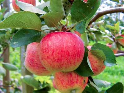 Купить яблоню алтайскую янтарную от ведущих питомников | Сибирь Сад