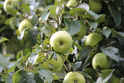 Нежелательные спутники яблони | Статьи про плодовые культуры | «Сингента» в  России