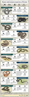Каких змей и где можно встретить в России? Инфографика | Природа | Общество  | Аргументы и Факты