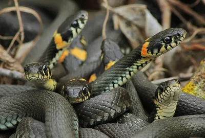 Неядовитые змеи России: Расскажем вам про всех змей, которых НЕ стоит  бояться! | Книга животных | Дзен