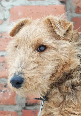 Ягдтерьер - «Единственная порода собак, с которой я могу сосуществовать  дома, новая информация о взрослой собаке-охотнике, обновлено в мае 2019 г.  + фото наших собачек » | отзывы