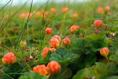 Ягода морошка — Kola Sápmi