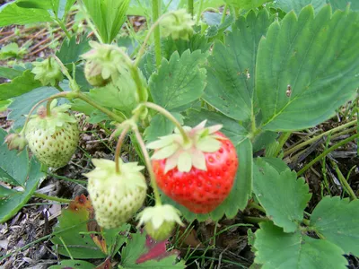 Ягода Клубника - «Безумно полезные ягоды!» | отзывы
