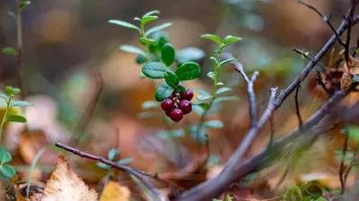 Ягоды севера: Водяника черная (Шикша). Дар природы, о котором почти никто  не знает.