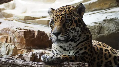 Питомник бенгальских кошек \"Jaguar Jangle\"