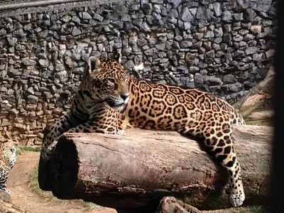 Ягуар и леопард - они такие разные!... | Пикабу