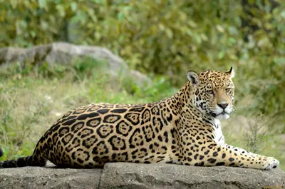 картинки : животное, Дикая природа, зоопарк, Млекопитающее, Фауна, Леопард,  Позвоночный, Ягуар, Оцелот, Большие кошки, Кошка как млекопитающее  4272x2848 - - 795561 - красивые картинки - PxHere