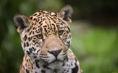 Скачать обои профиль, морда, ©Tambako The Jaguar, ягуар, кошка, раздел кошки  в разрешении 1024x1024
