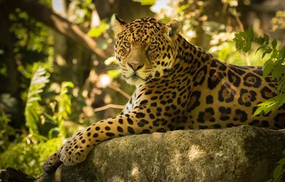 Фотообои Животные Кошки Ягуар 368х254 см 3D Отражение леопарда в воде  (126P8)+клей (ID#669597975), цена: 1200 ₴, купить на Prom.ua