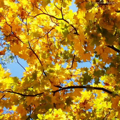 Яркая осень в горах — Фото №1358213