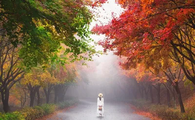 Яркие цвета осени, дерево в древесинах Стоковое Фото - изображение  насчитывающей живописные, пуща: 89411536