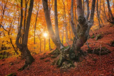 Картина Разноцветные кленовые листья. Осень ᐉ Kyrychenko Olena ᐉ  онлайн-галерея Molbert.