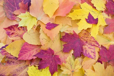 Красивые осенние листья (64 фото) - 64 фото