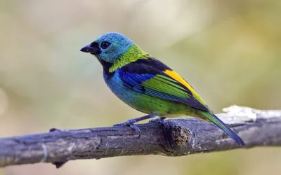Топ-10: самые красивые птицы в мире