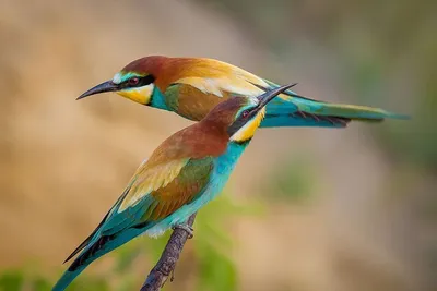 Самые красивые птицы в мире Источник: | Мир | Дзен