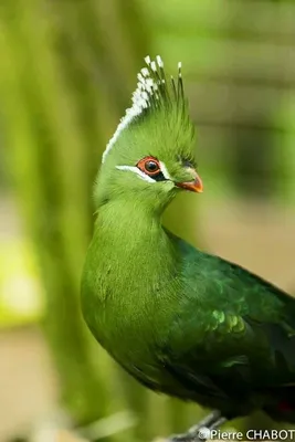 Самые красивые райские птицы (44 фото)