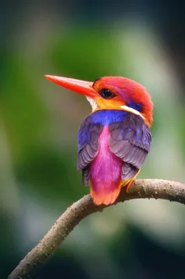 Две фантастически красивые птицы …» — создано в Шедевруме